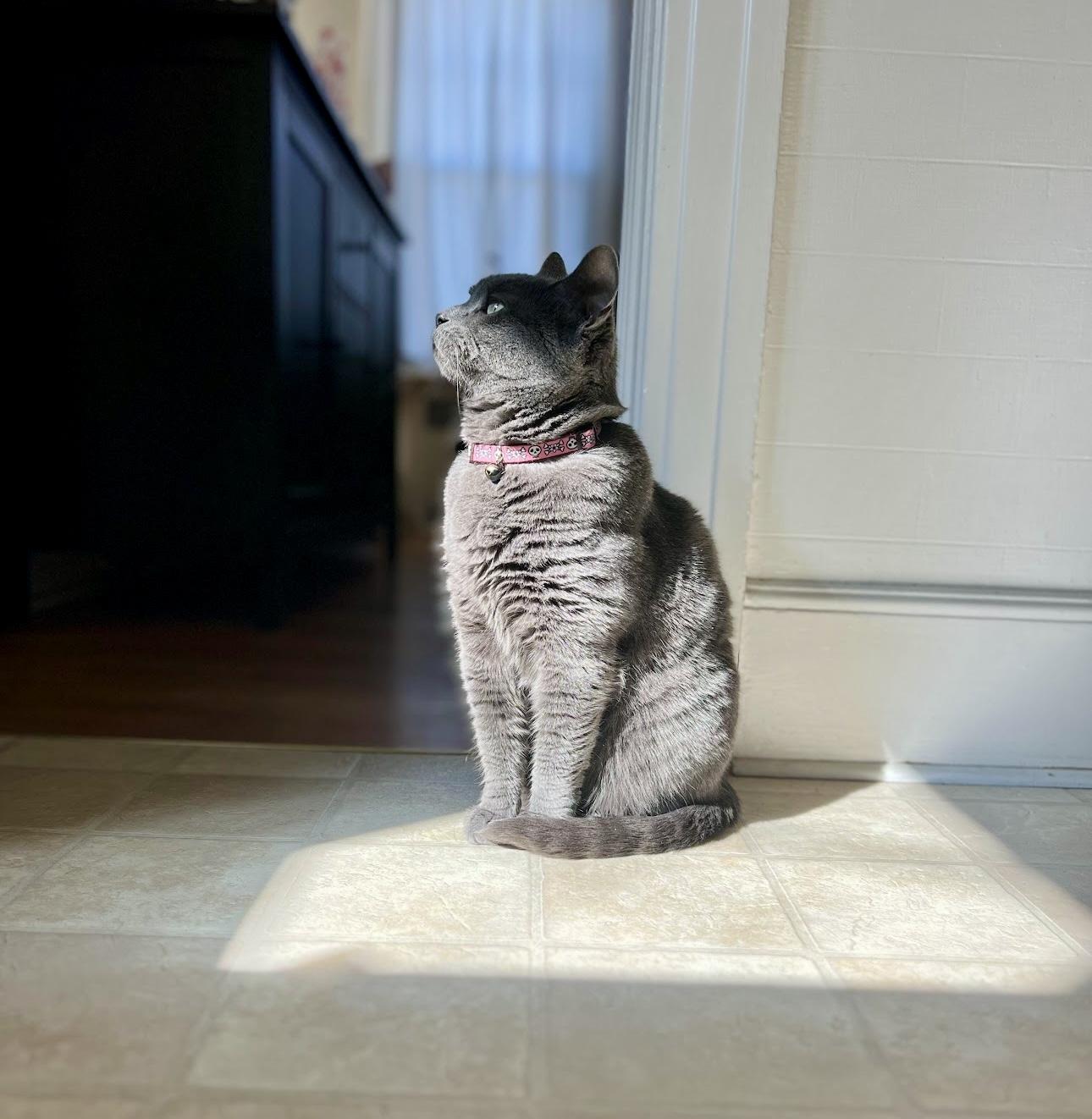 Mitzi, a Adoptable Domestic Short Hair in Bethel, CT image 3/6