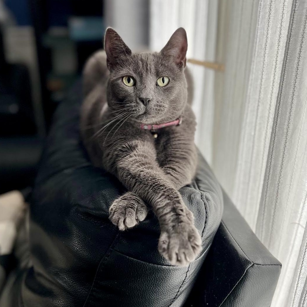 Mitzi, a Adoptable Domestic Short Hair in Bethel, CT image 1/6