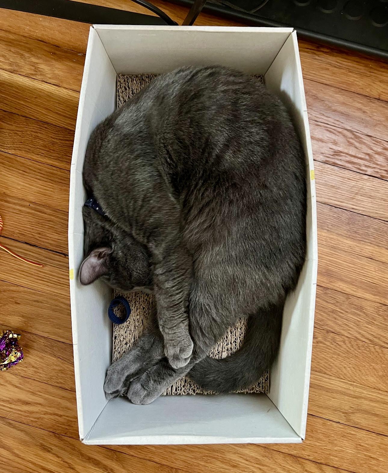 Mitzi, a Adoptable Domestic Short Hair in Bethel, CT image 2/6