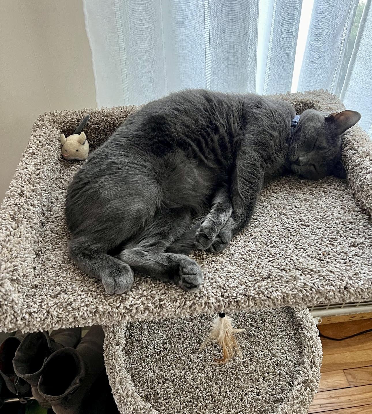 Mitzi, a Adoptable Domestic Short Hair in Bethel, CT image 4/6