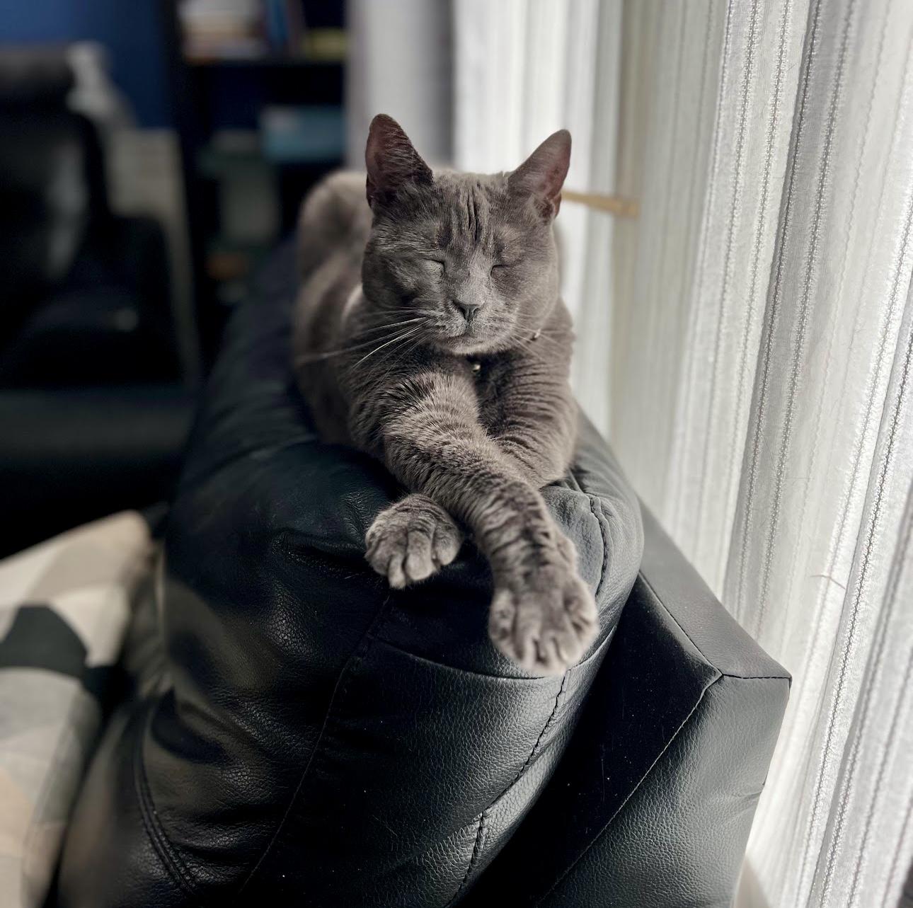 Mitzi, a Adoptable Domestic Short Hair in Bethel, CT image 5/6