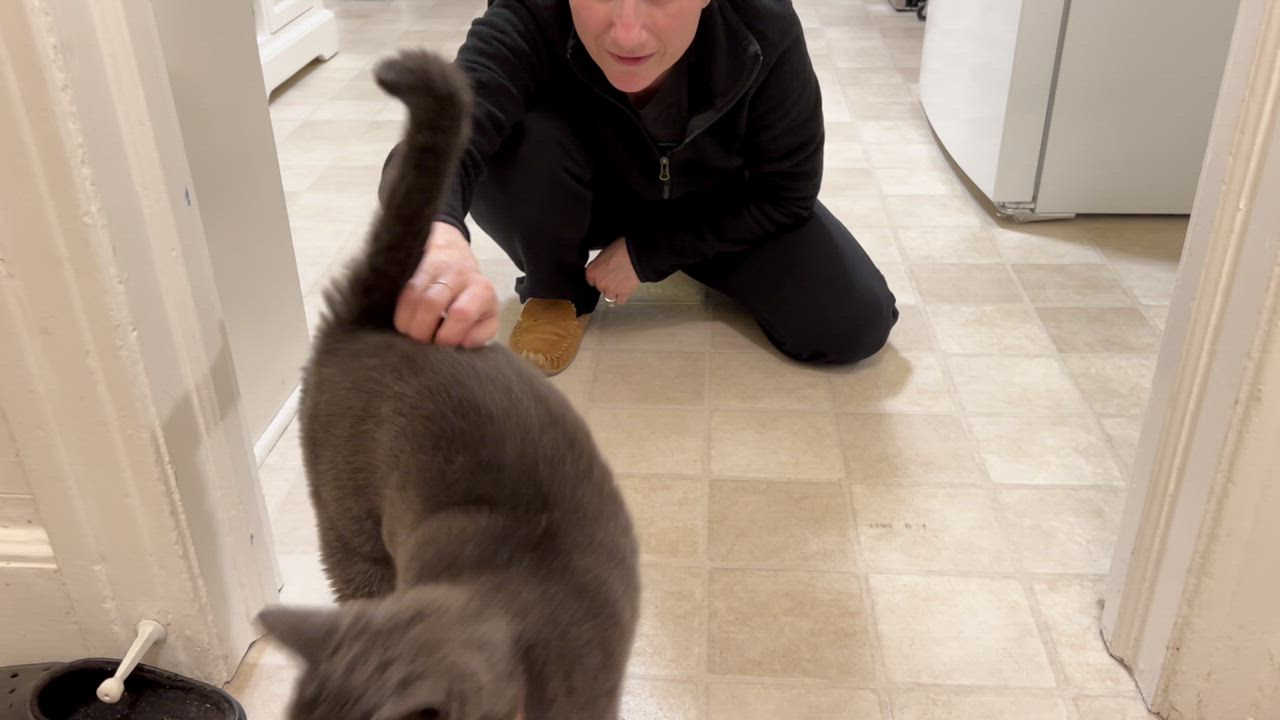 Enlarge Mitzi, a Adoptable Domestic Short Hair in Bethel, CT video 6/6