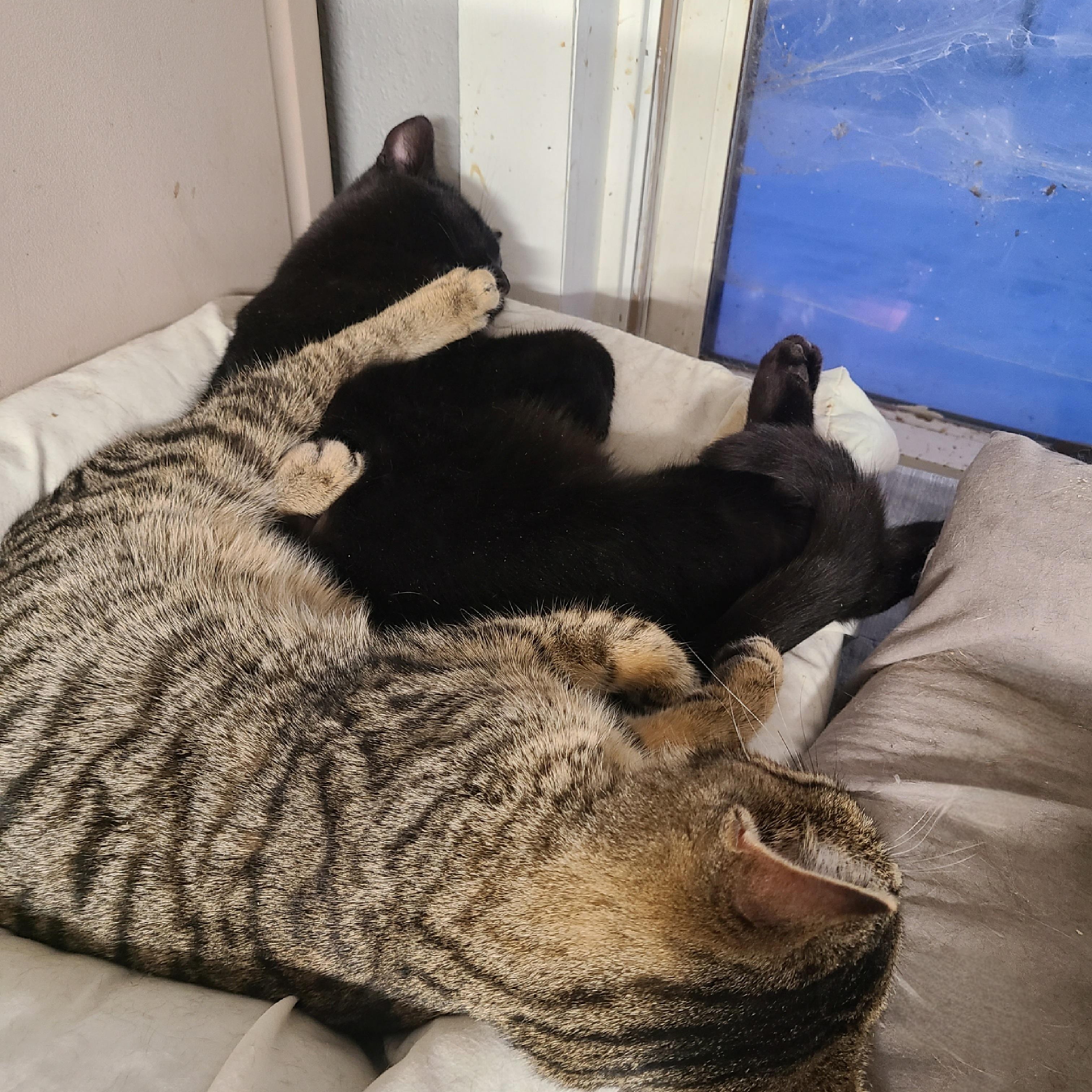 Enlarge EBENEZER ~MELTS INTO CUDDLES~, a Adoptable Domestic Short Hair in Barron, WI image 3/3