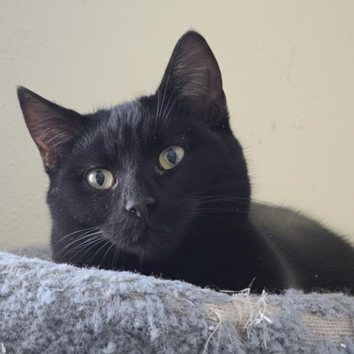 EBENEZER ~MELTS INTO CUDDLES~, Adoptable, Kitten Male Domestic Short Hair.