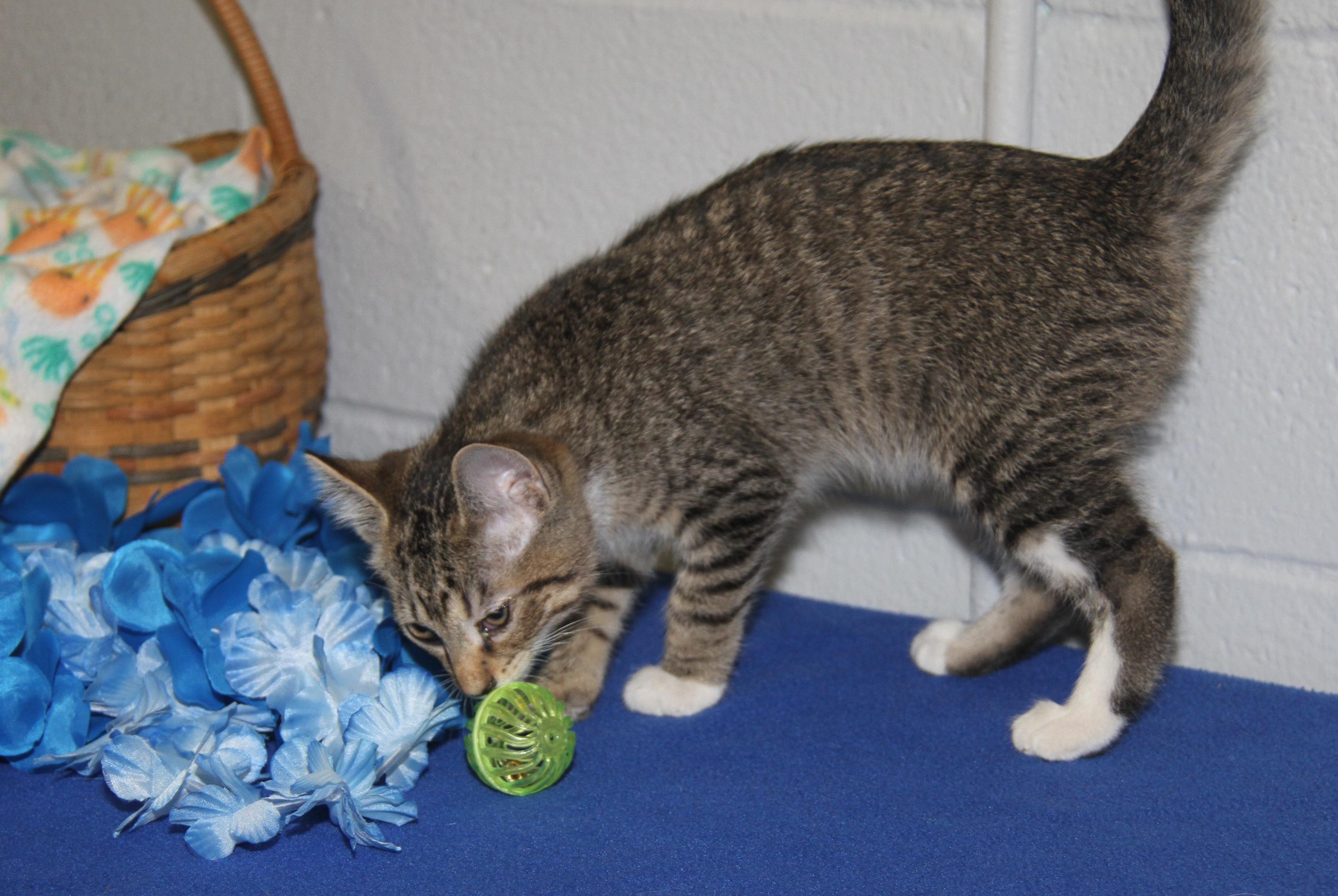 Chipmunk (Spayed) (Bonded Trio w/Pilot & Civic)