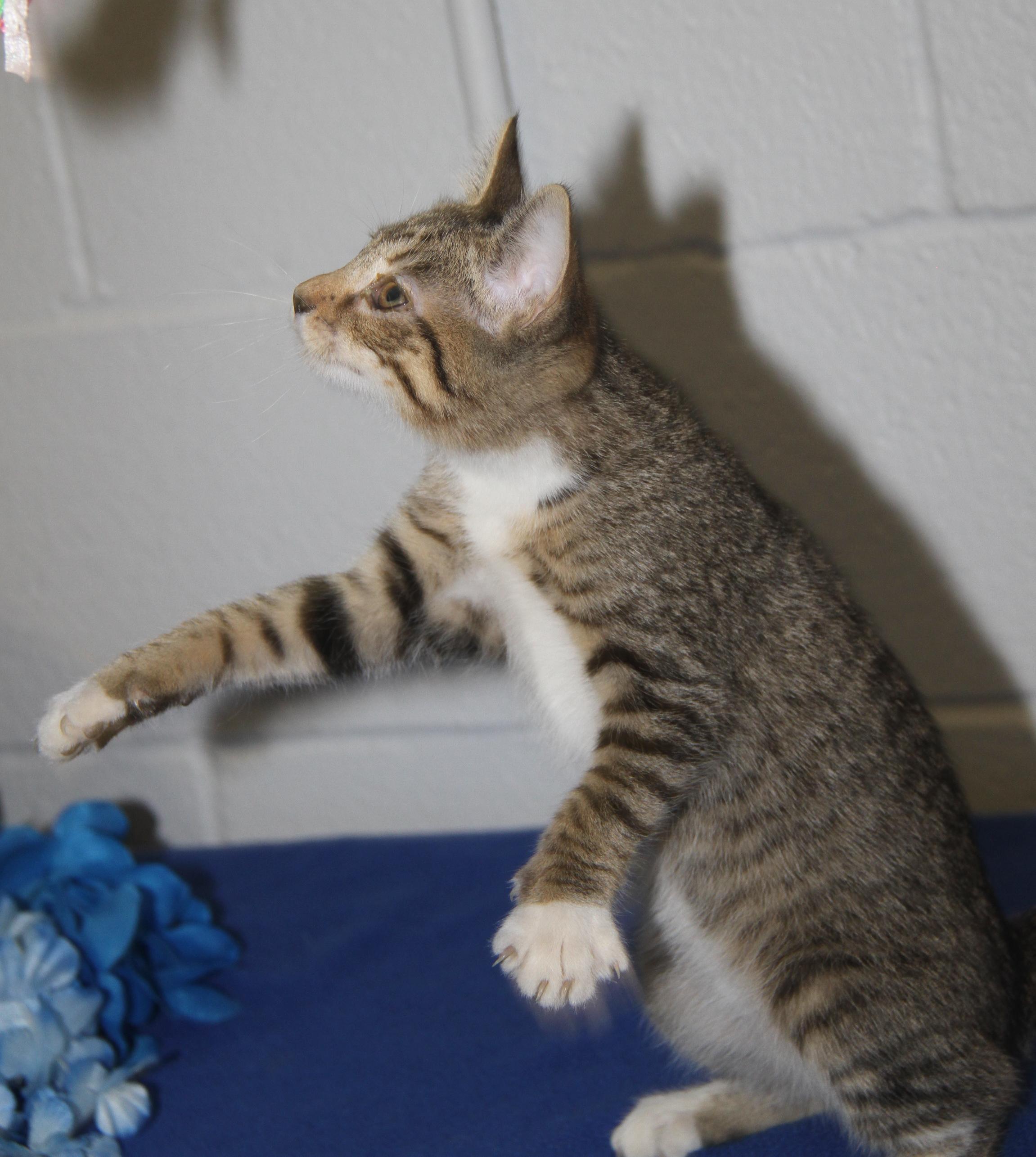 Chipmunk (Spayed) (Bonded Trio w/Pilot & Civic)