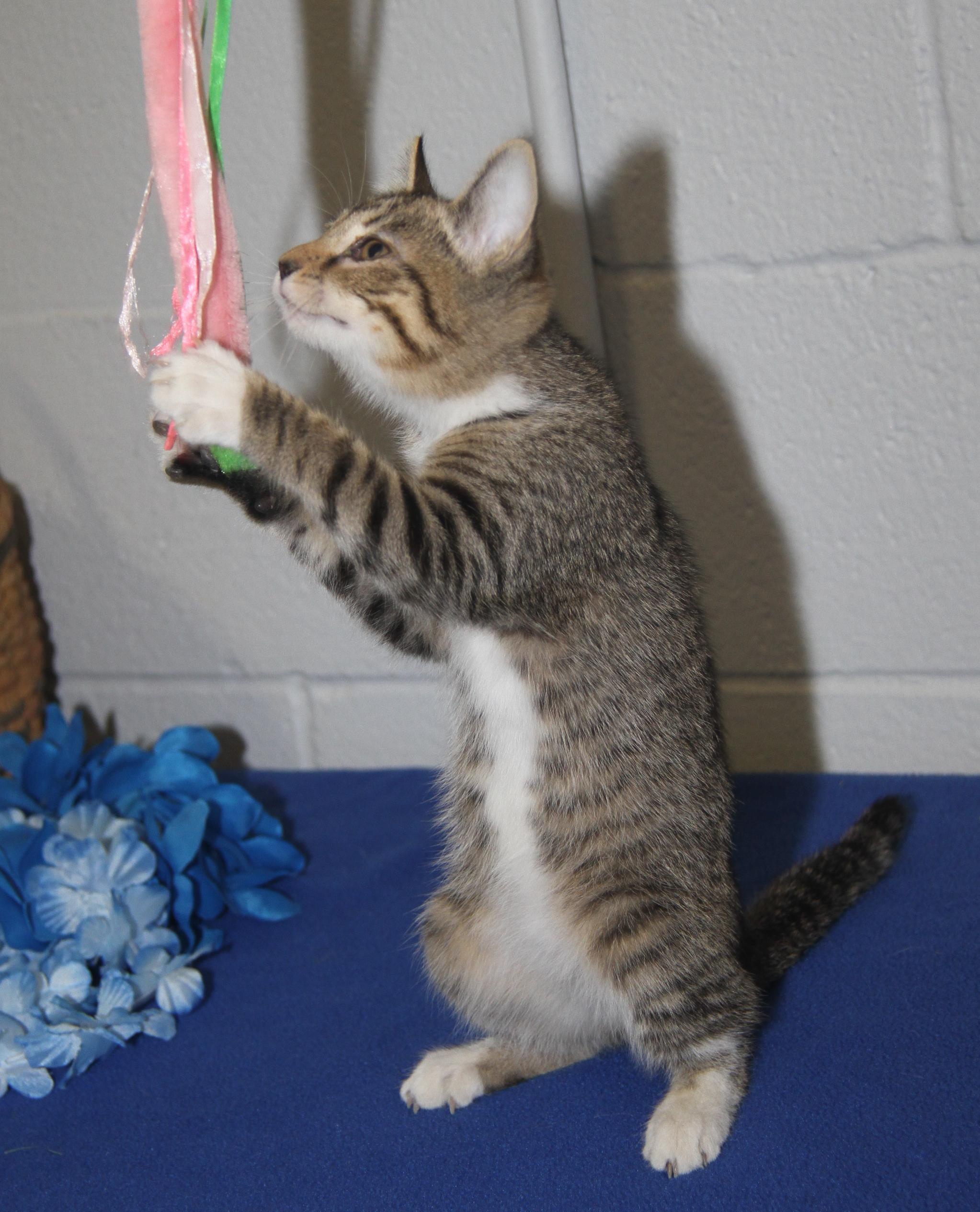 Chipmunk (Spayed) (Bonded Trio w/Pilot & Civic)