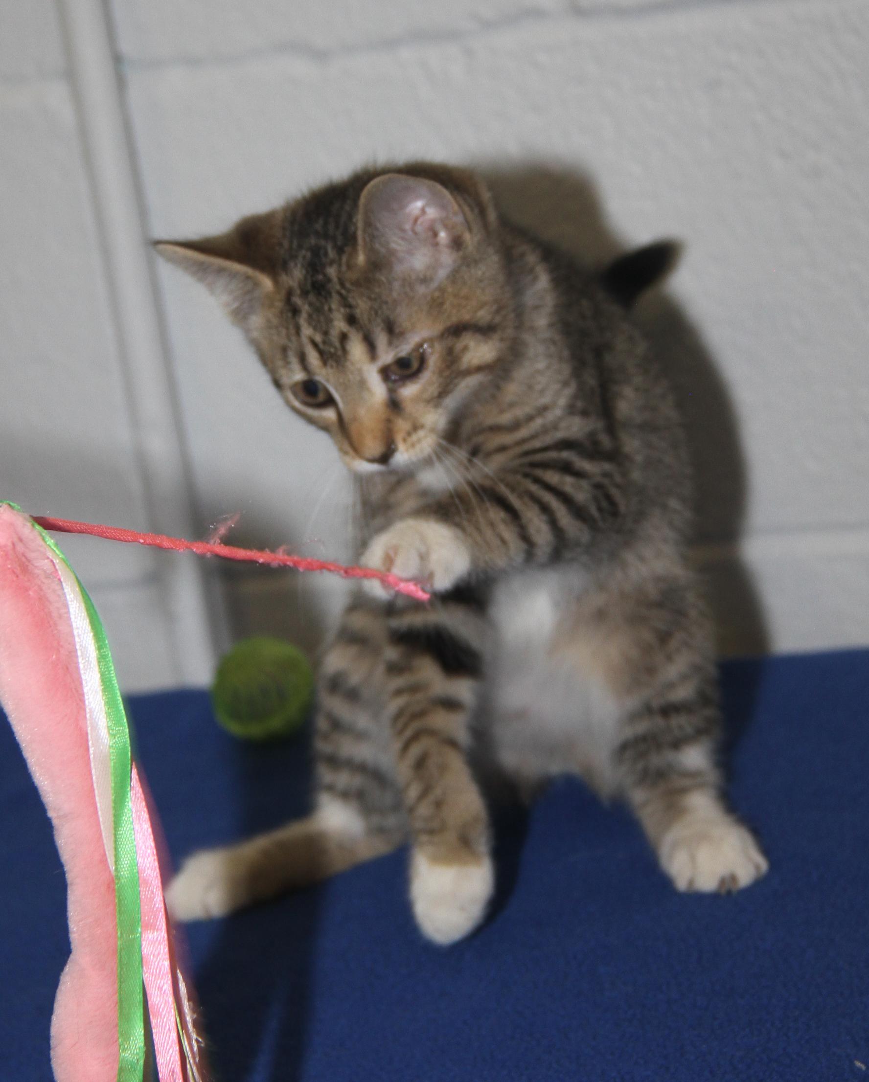 Chipmunk (Spayed) (Bonded Trio w/Pilot & Civic)