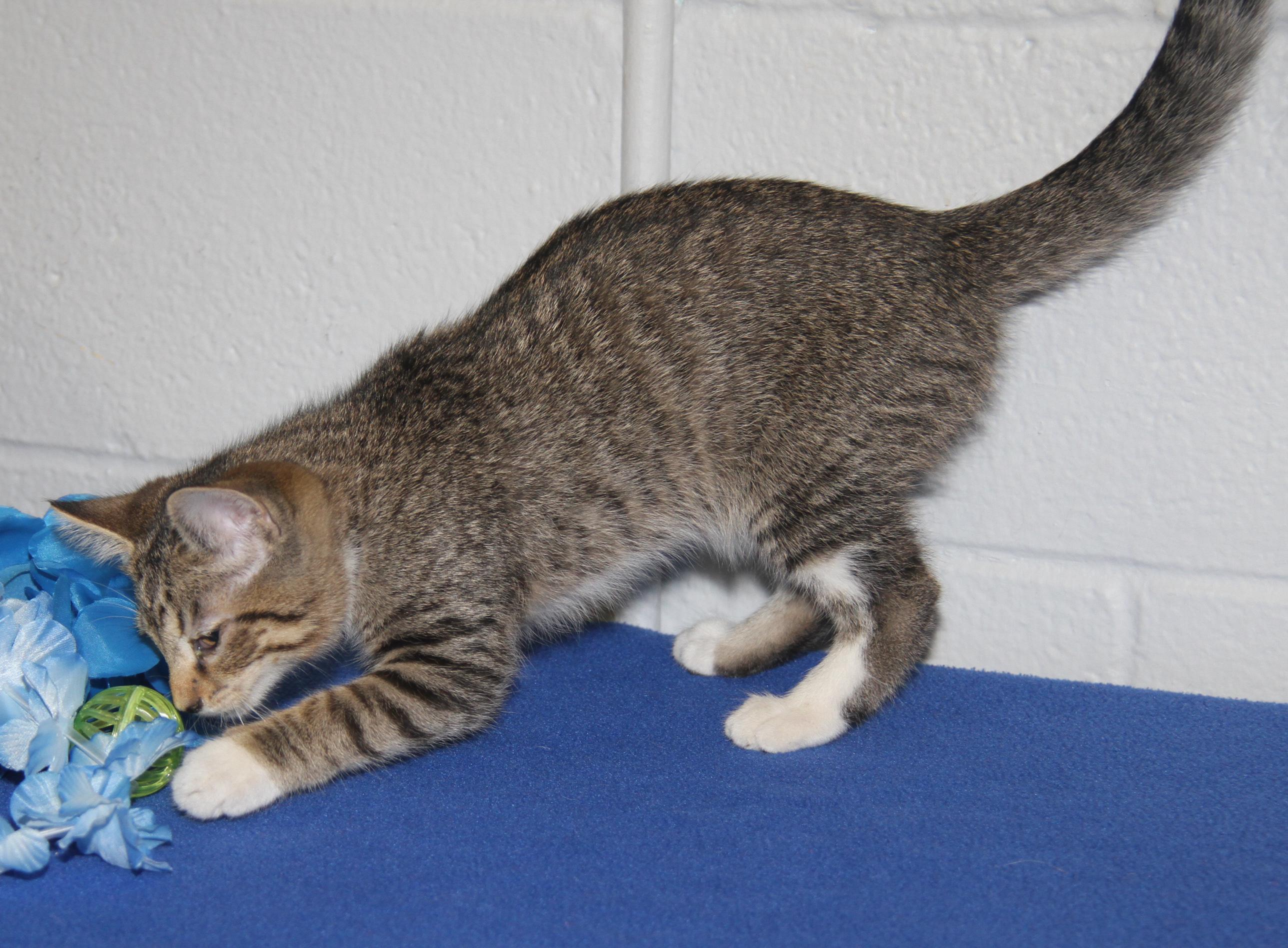 Chipmunk (Spayed) (Bonded Trio w/Pilot & Civic)