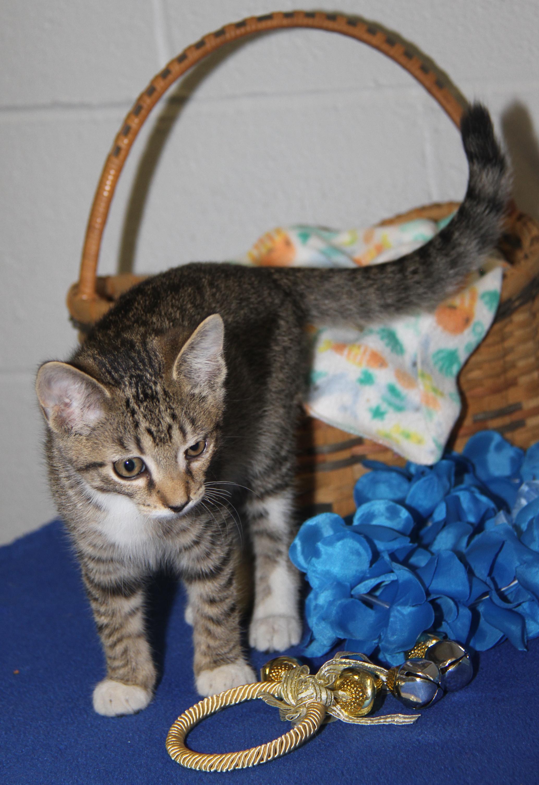 Chipmunk (Spayed) (Bonded Trio w/Pilot & Civic)