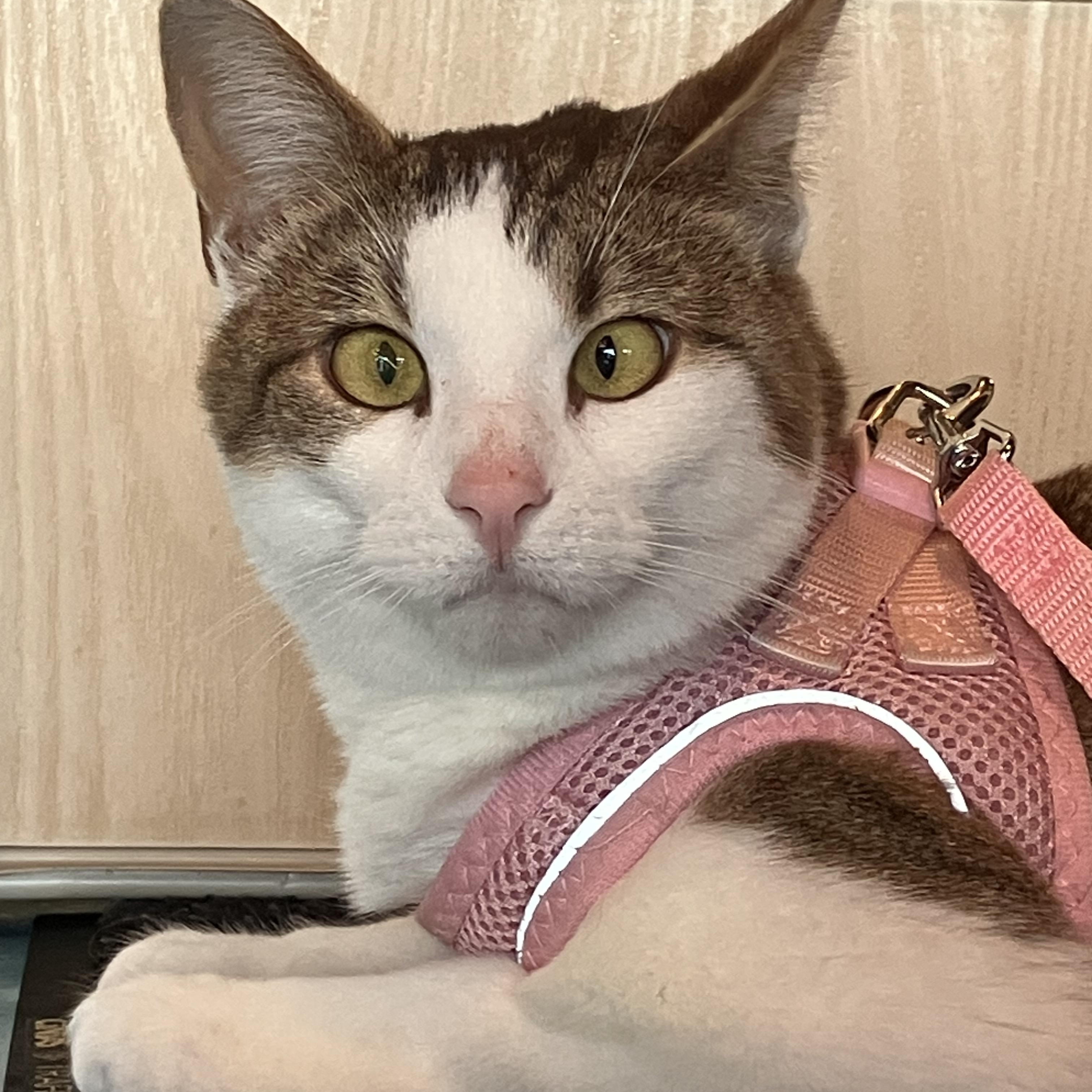 Enlarge Edna, a Adoptable American Shorthair in COLORADO SPRINGS, CO image 2/3