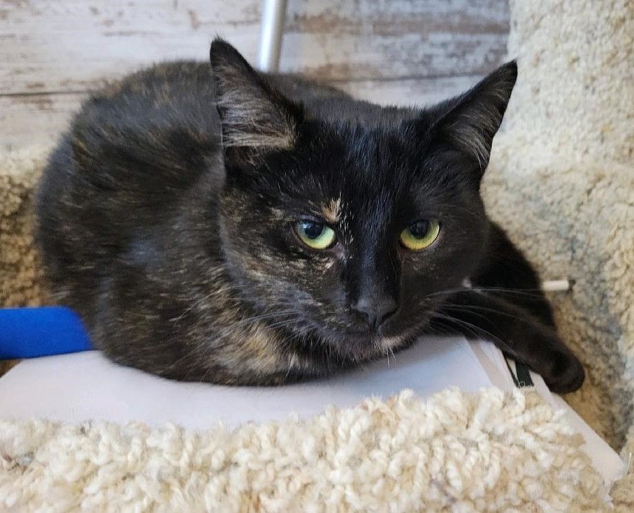 Cat for adoption Diamond, a Tortoiseshell in Kenosha, WI Petfinder