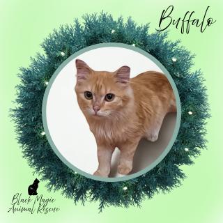 Enlarge Buffalo (Feral), a Adoptable Domestic Long Hair in Casa Grande, AZ image 1/2