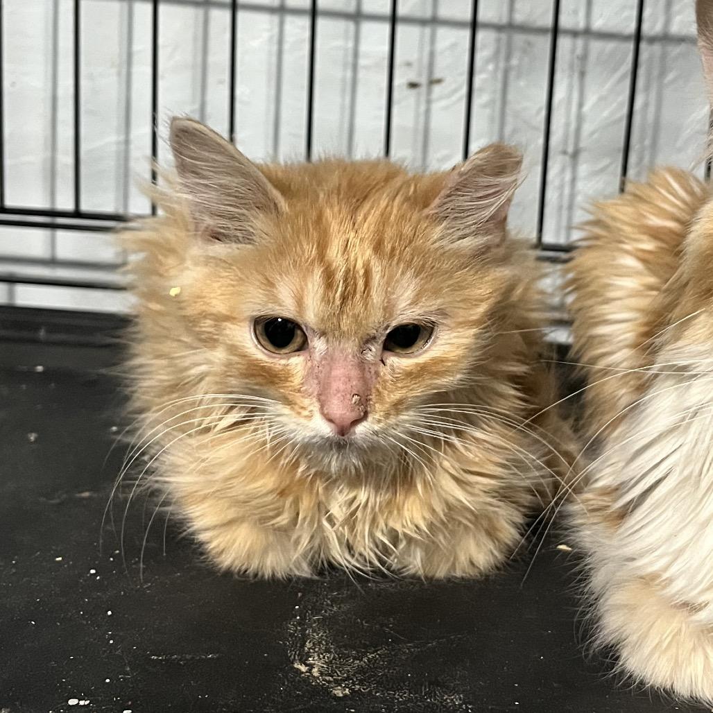 Enlarge Buffalo (Feral), a Adoptable Domestic Long Hair in Casa Grande, AZ image 2/2