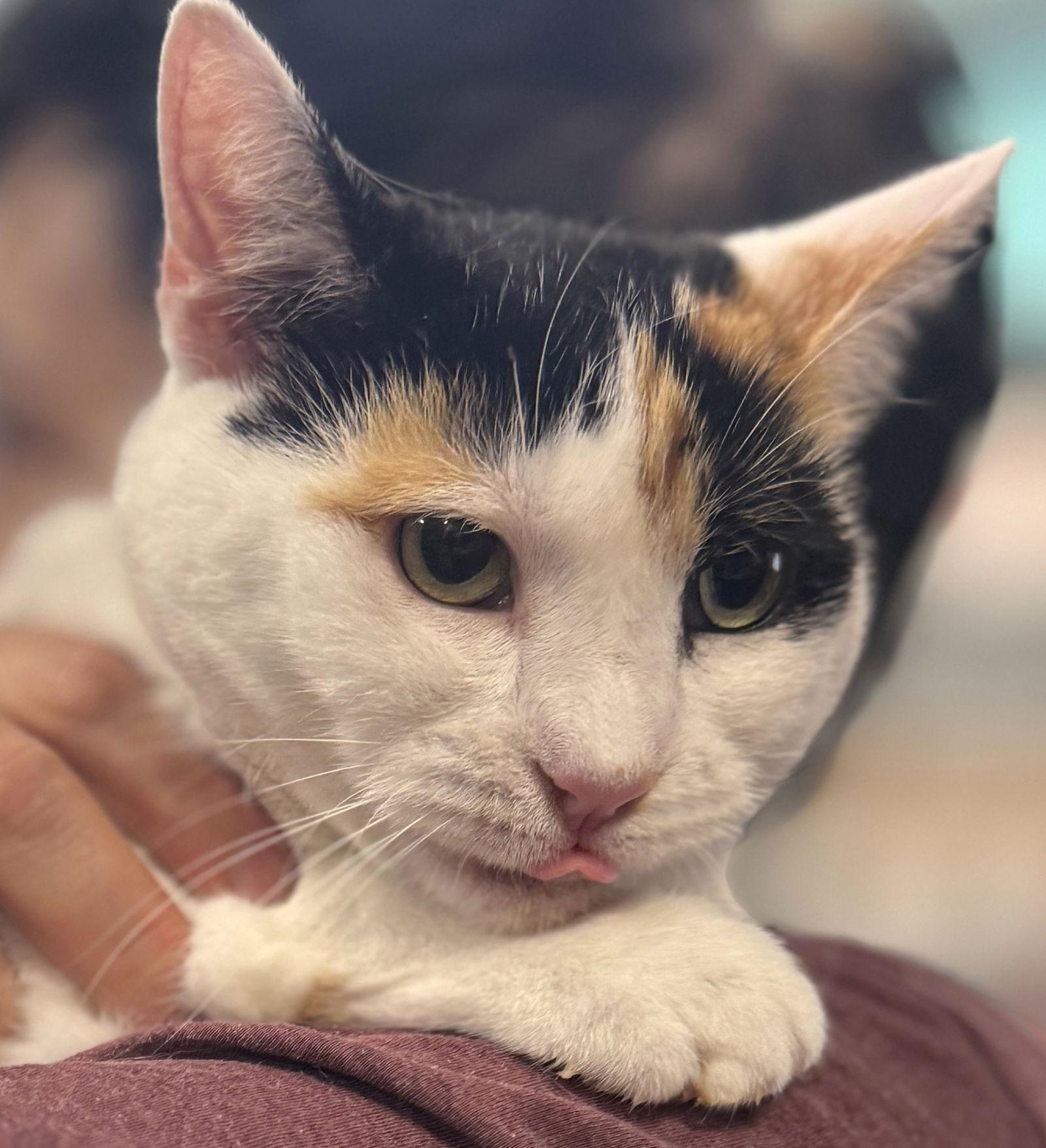 Reese Whiskerspoon, Adoptable, Senior Female Domestic Short Hair.