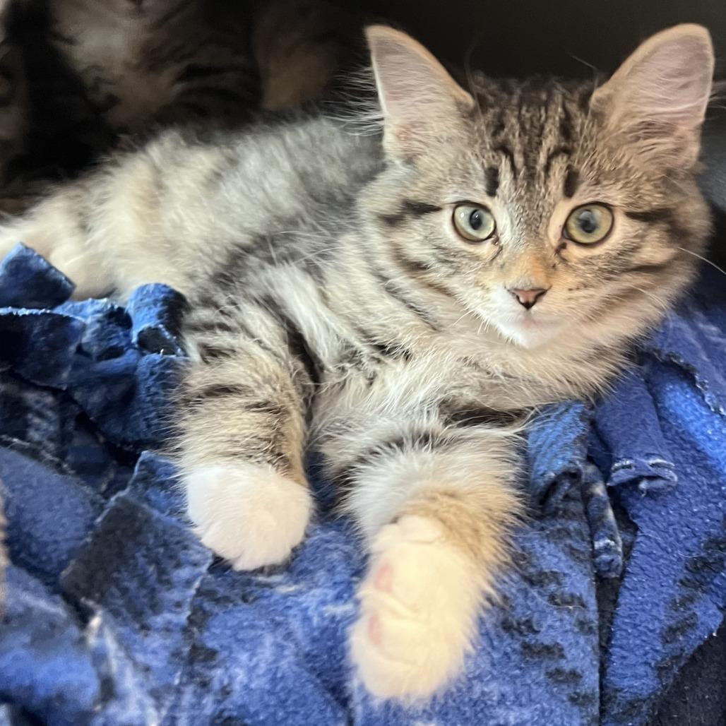 Chai, Adoptable, Kitten Male Domestic Short Hair.