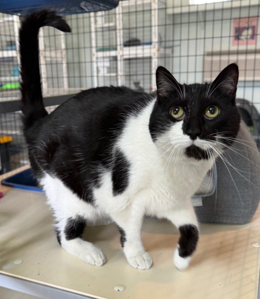 Thor, Adoptable, Adult Male Domestic Short Hair.