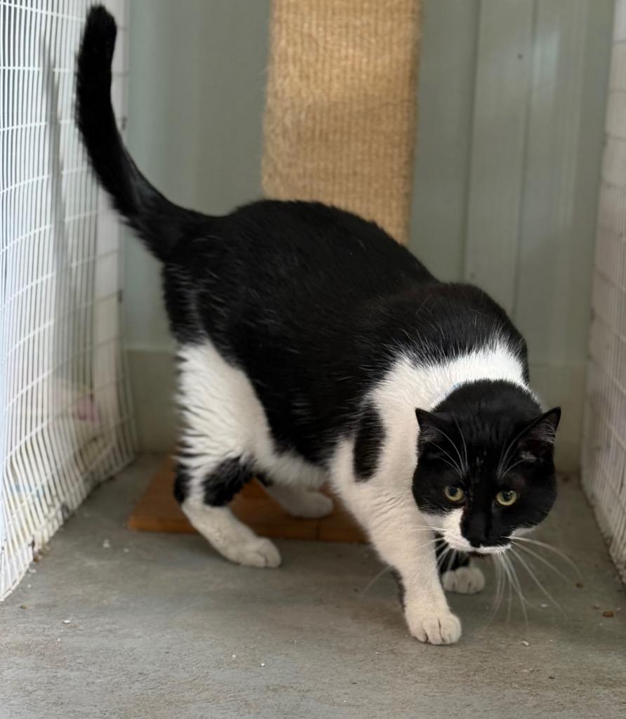 Enlarge Thor, a Adoptable mixed breed in Kingsland, GA image 2/2