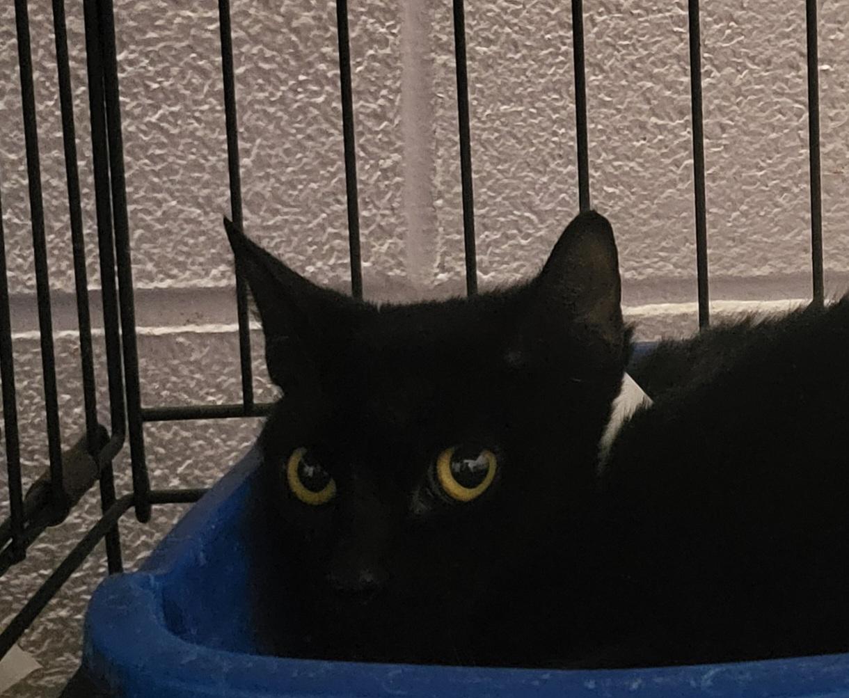 Brinn, Adoptable, Young Female Domestic Short Hair.