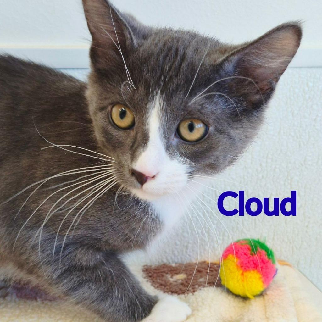 Cloud, Adopted, Kitten Male Domestic Short Hair.
