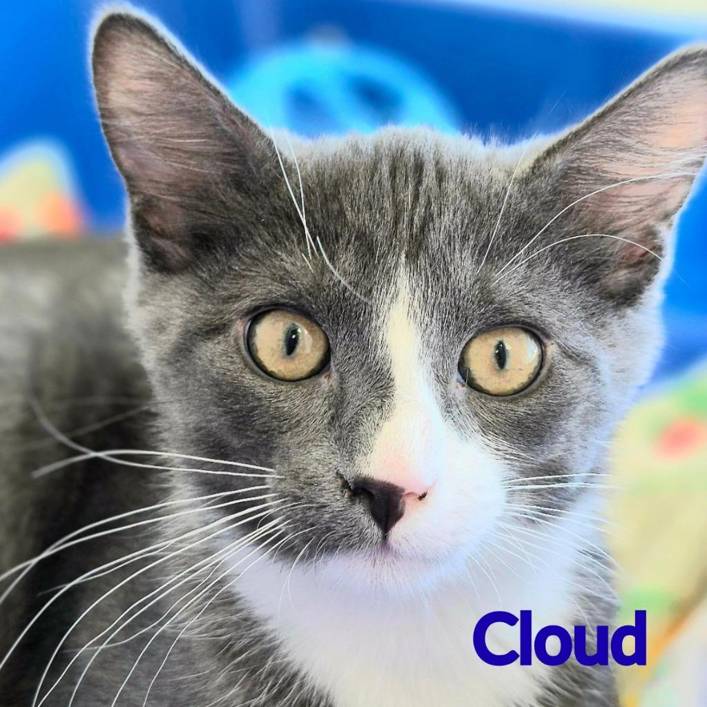 Cloud, a Adopted mixed breed in North Saint Paul, MN image 2/3