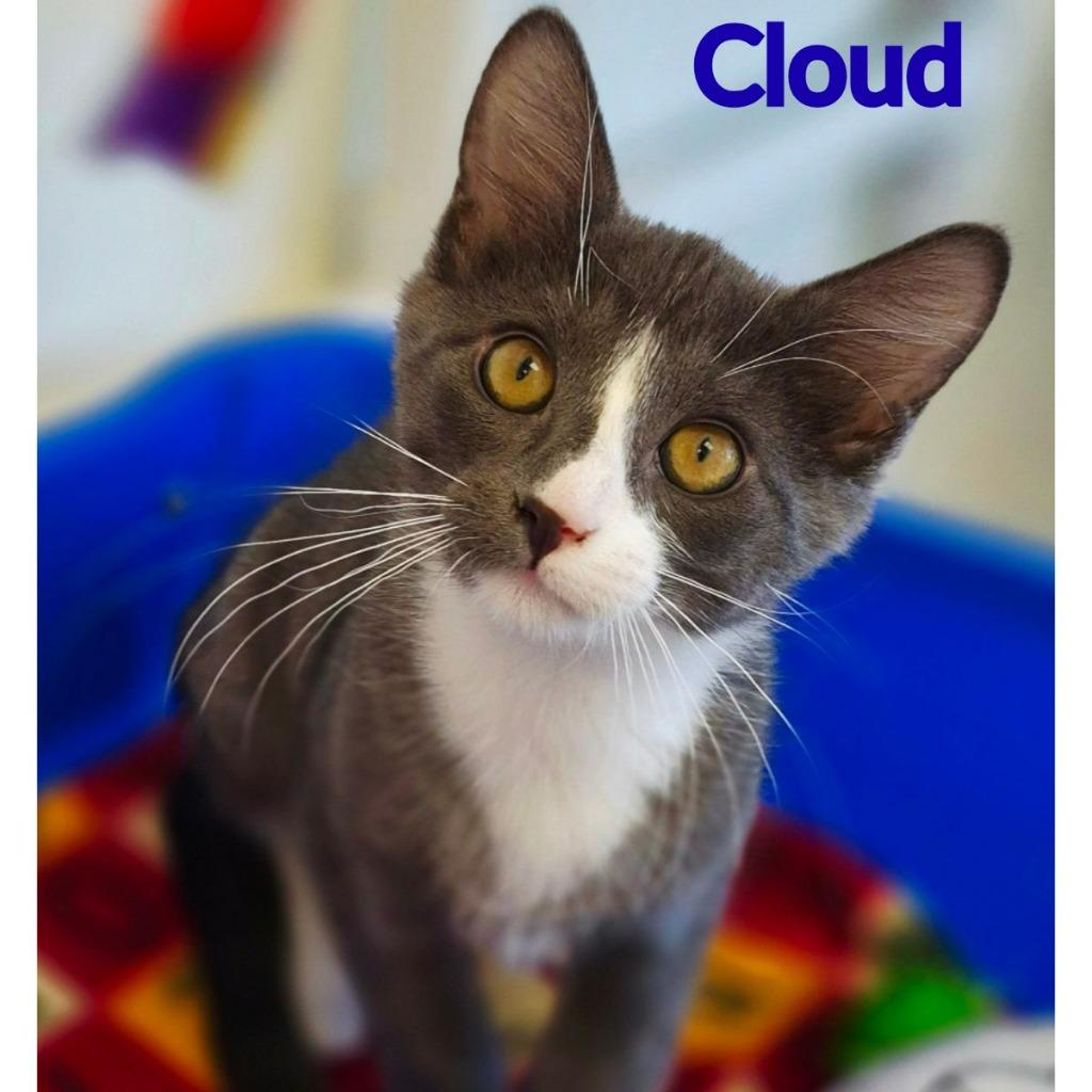Cloud, a Adopted mixed breed in North Saint Paul, MN image 3/3