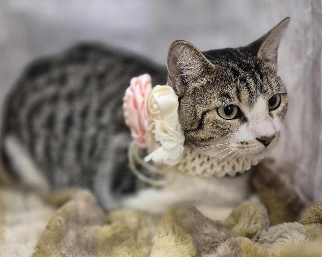 Blossom, a ADOPTABLE mixed breed in Ocean Springs, MS image 2/5