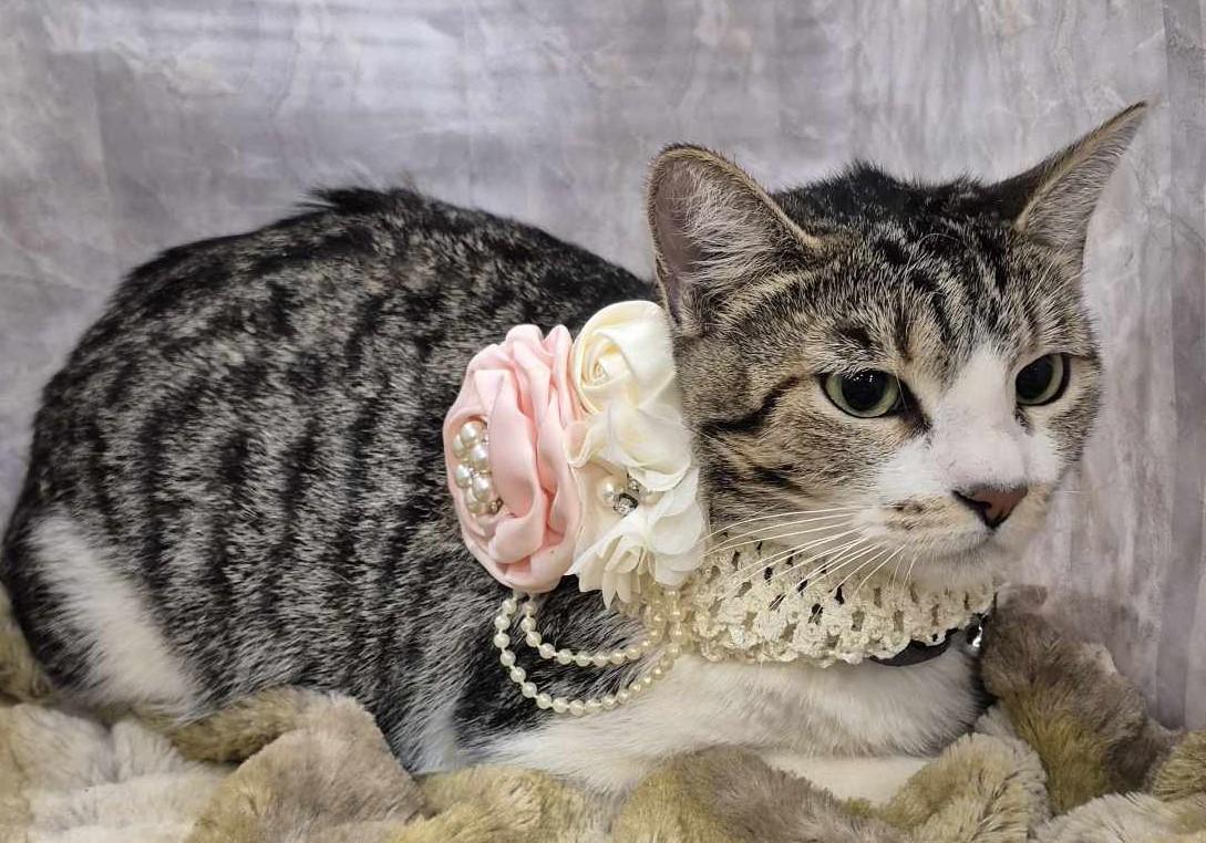 Blossom, a ADOPTABLE mixed breed in Ocean Springs, MS image 3/5