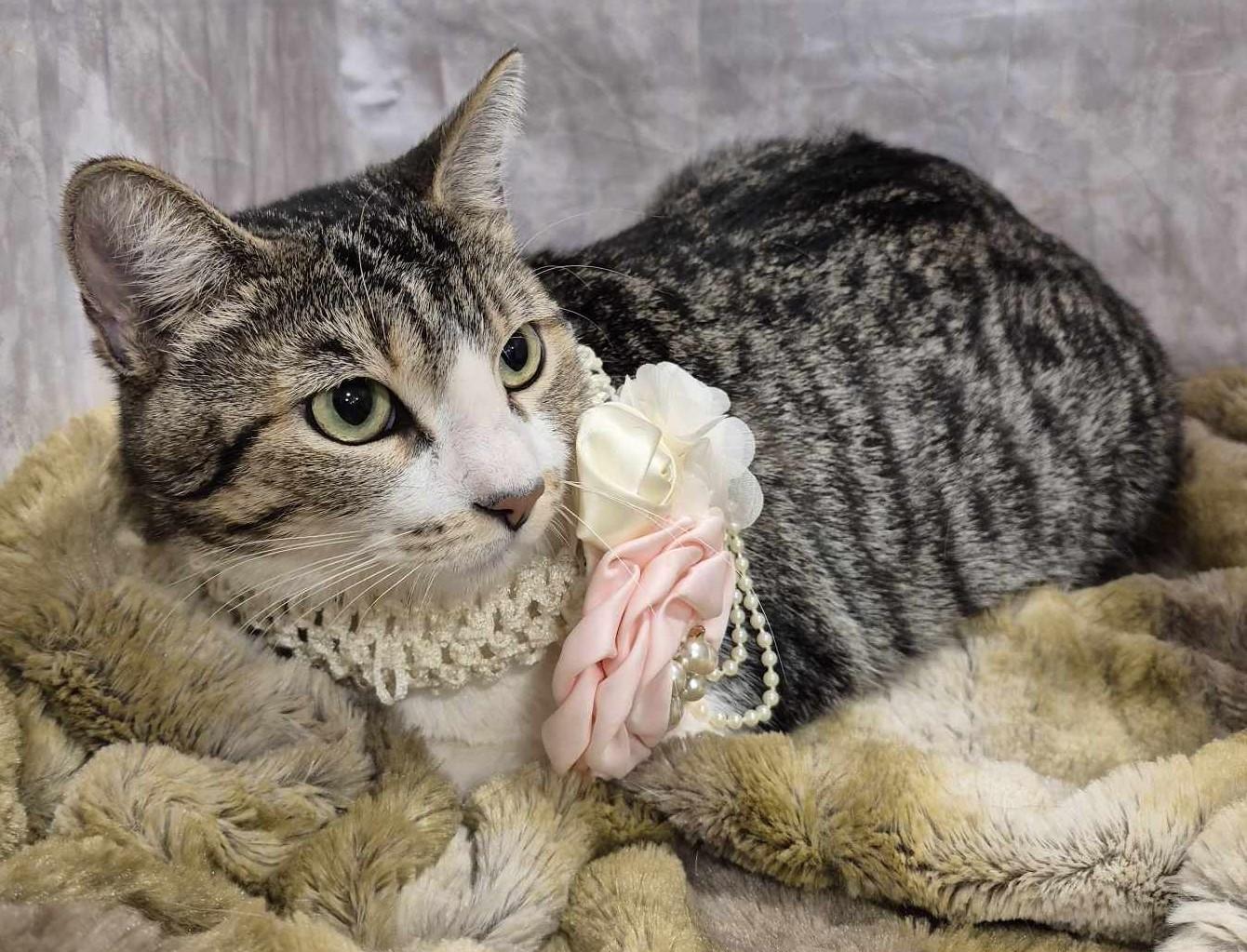 Blossom, a ADOPTABLE mixed breed in Ocean Springs, MS image 4/5