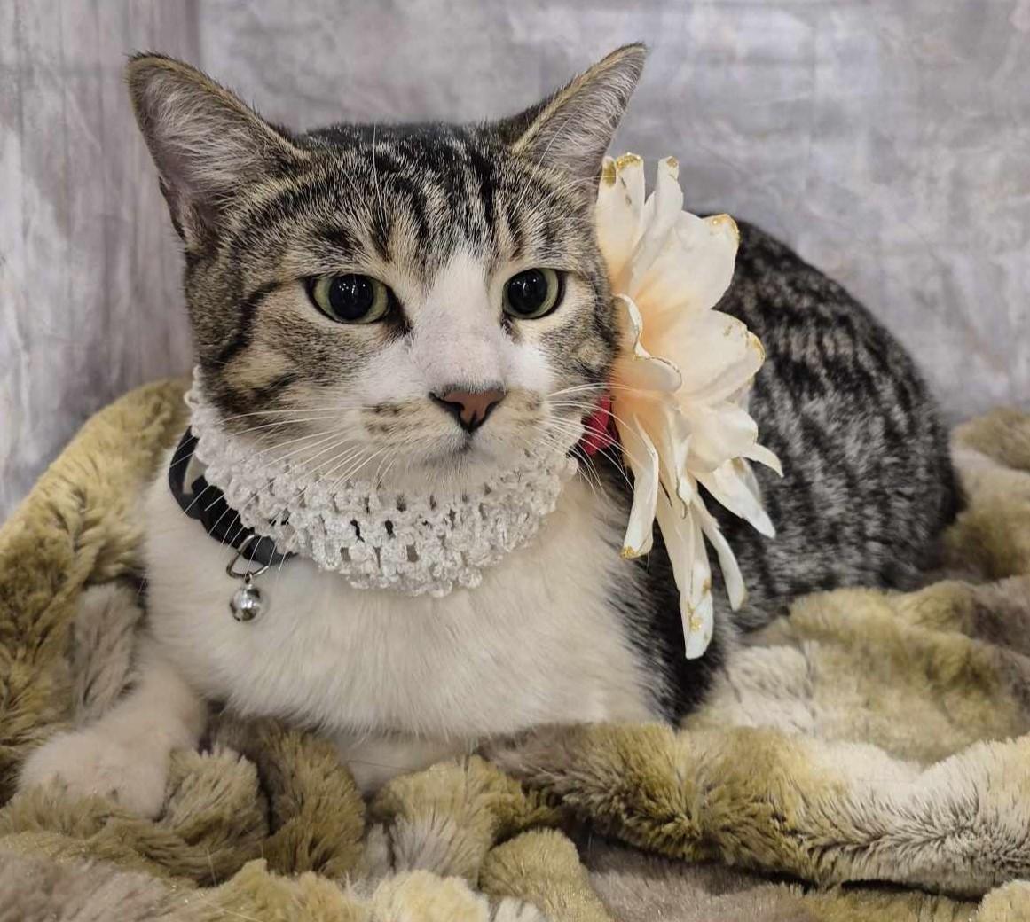 Blossom, a ADOPTABLE mixed breed in Ocean Springs, MS image 5/5