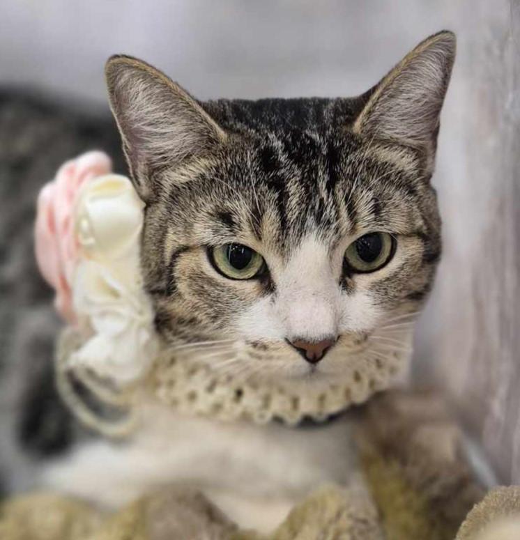 Blossom, ADOPTABLE, Adult Female American Shorthair & Tabby.