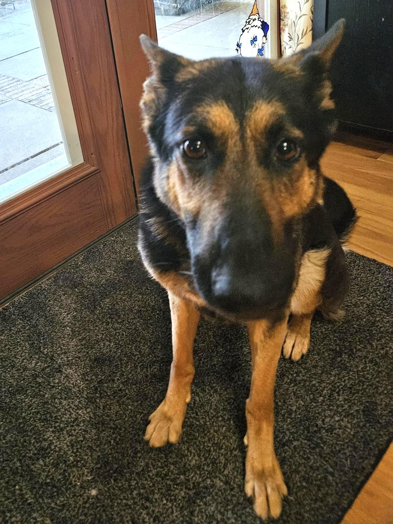 Bonnie, Adoptable, Adult Female German Shepherd Dog.