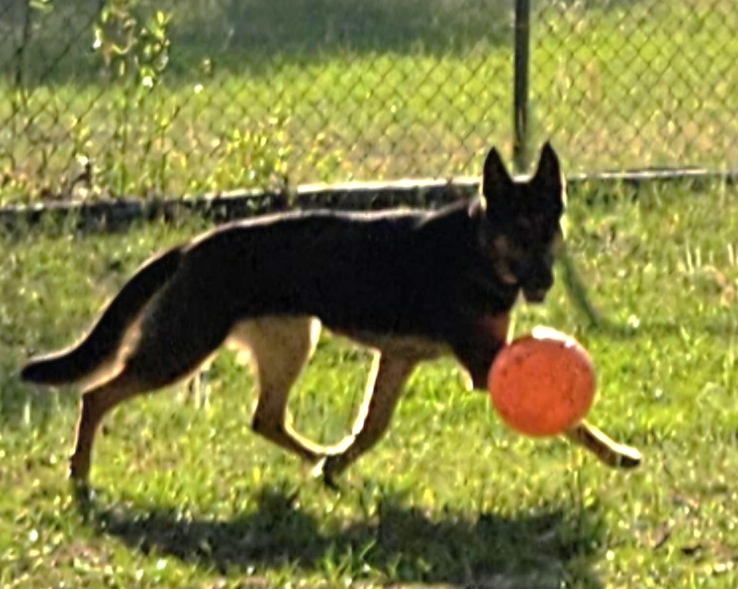 Enlarge Bonnie, a Adoptable mixed breed in Irmo, SC image 2/2