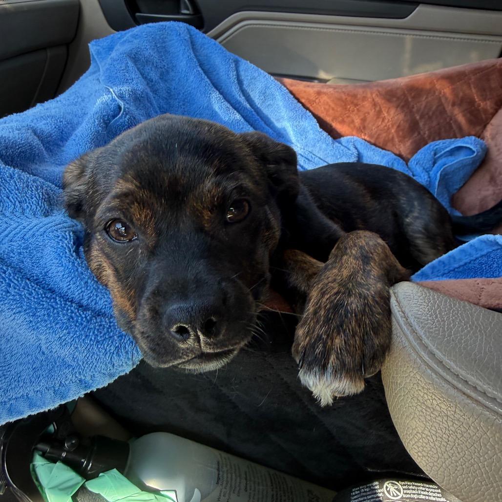 Prissy, an adopted mixed breed in Daphne, AL image 3/3