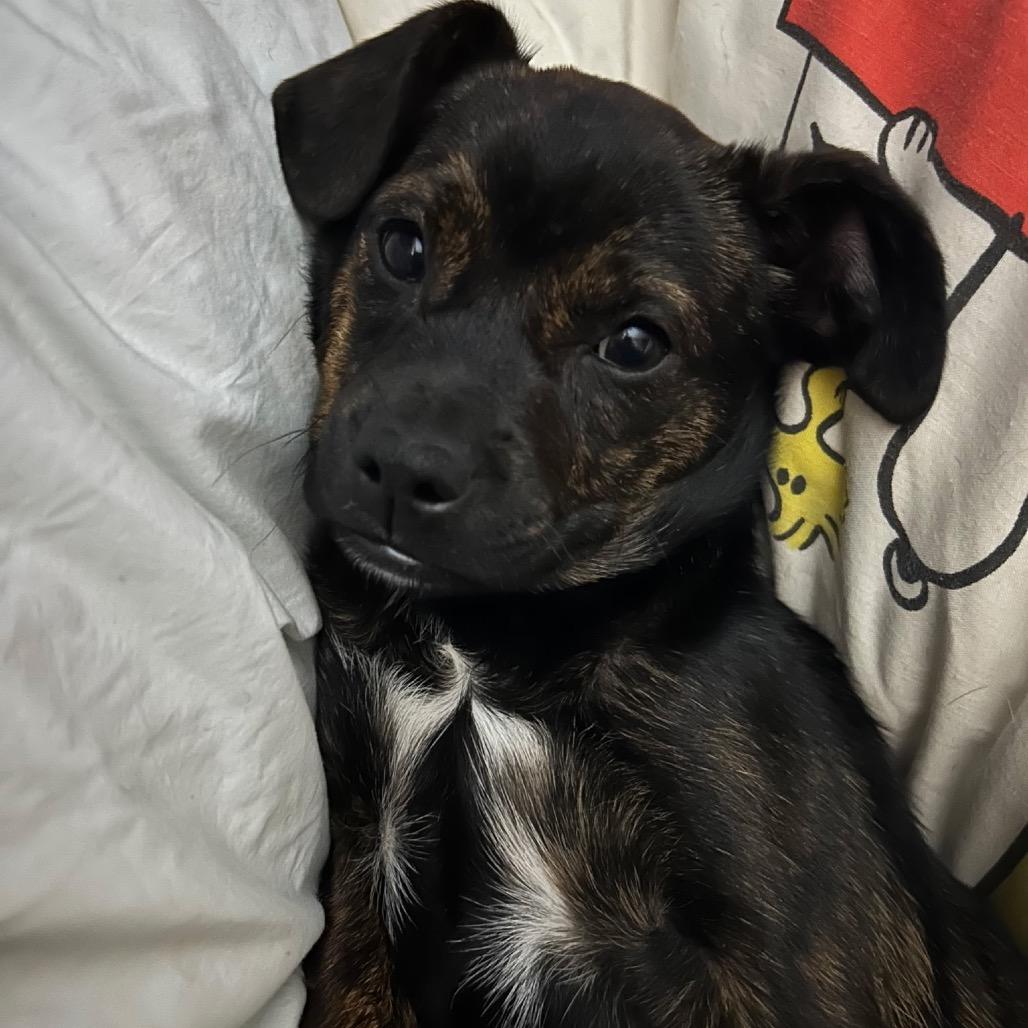 Prissy, adopted, Young Female Terrier.