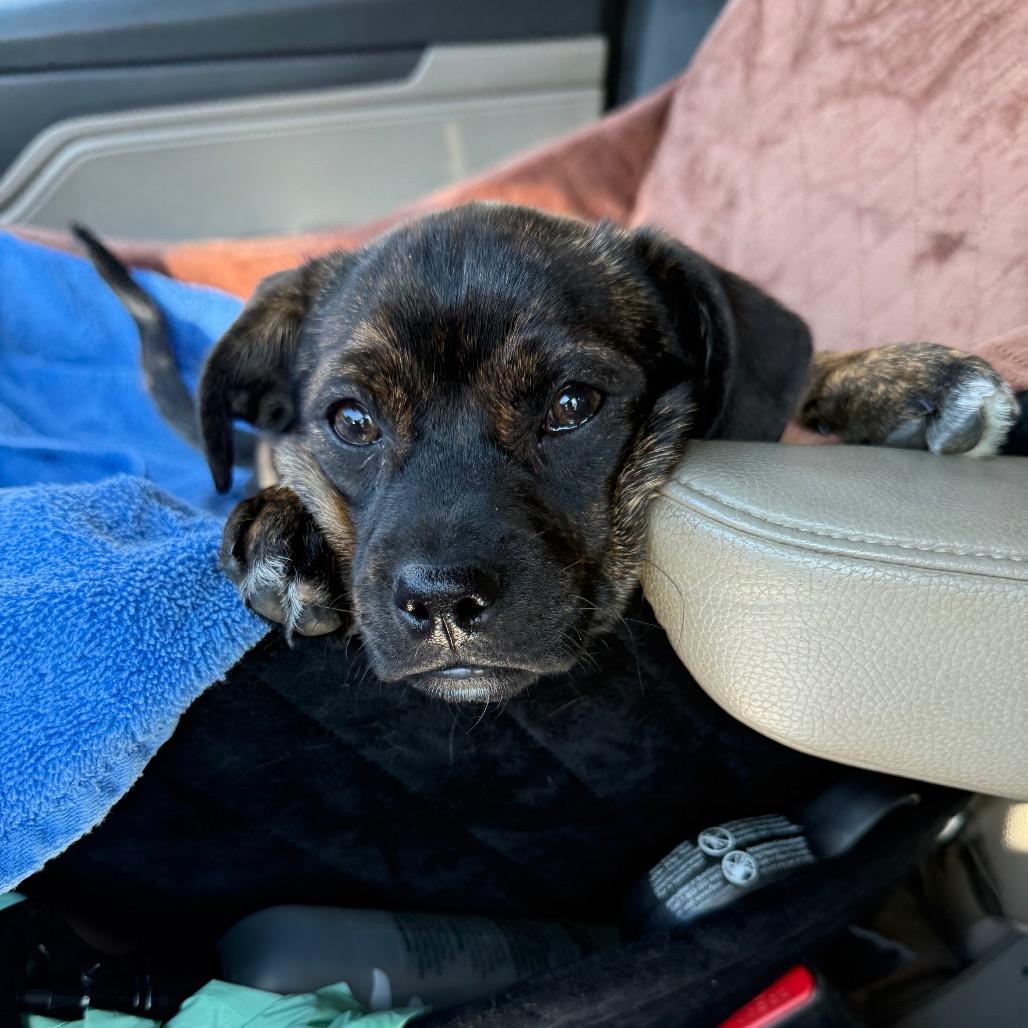 Prissy, an adopted mixed breed in Daphne, AL image 2/3