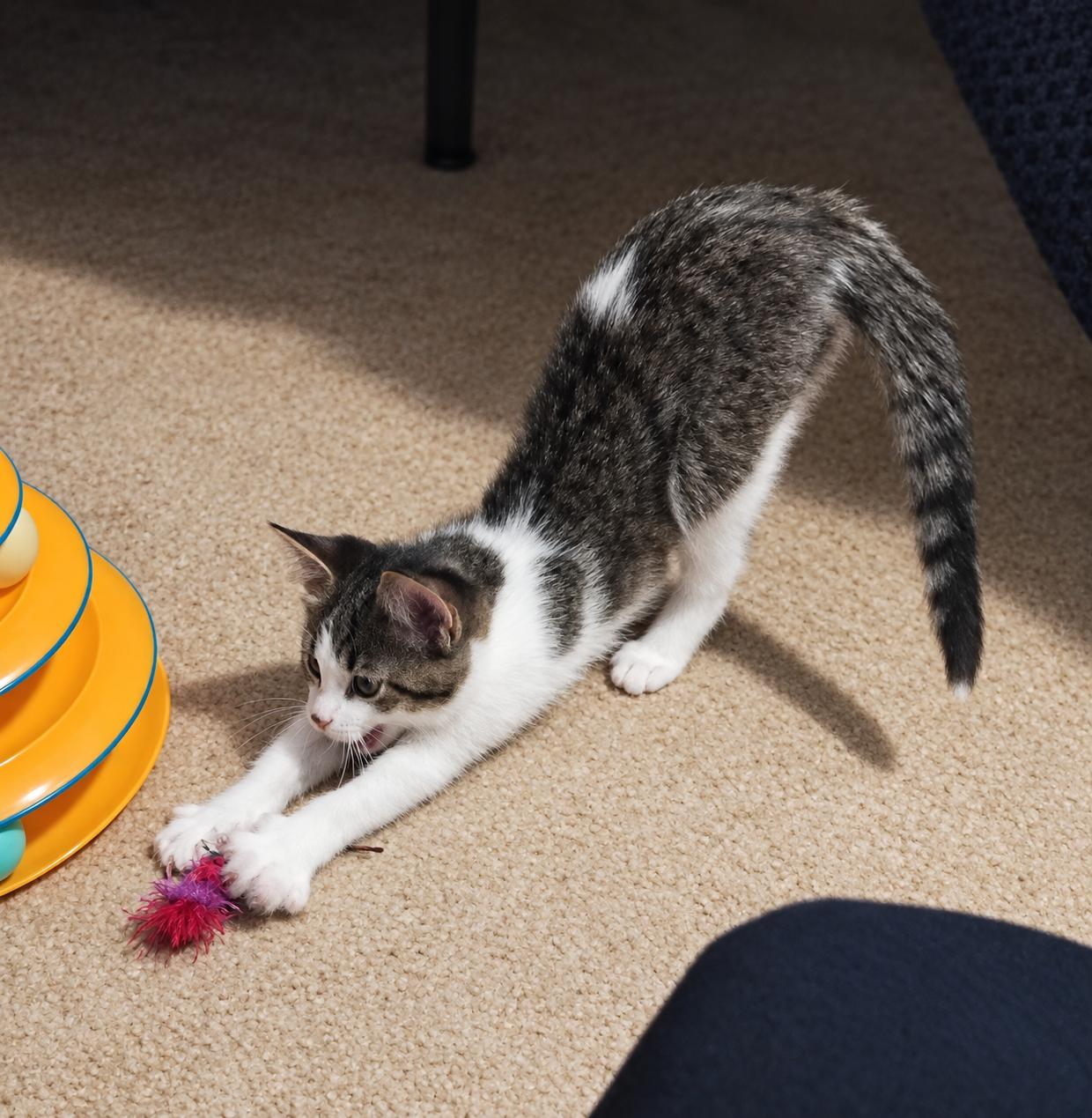 Enlarge Willow, a Adopted Domestic Short Hair in Menasha, WI image 5/5