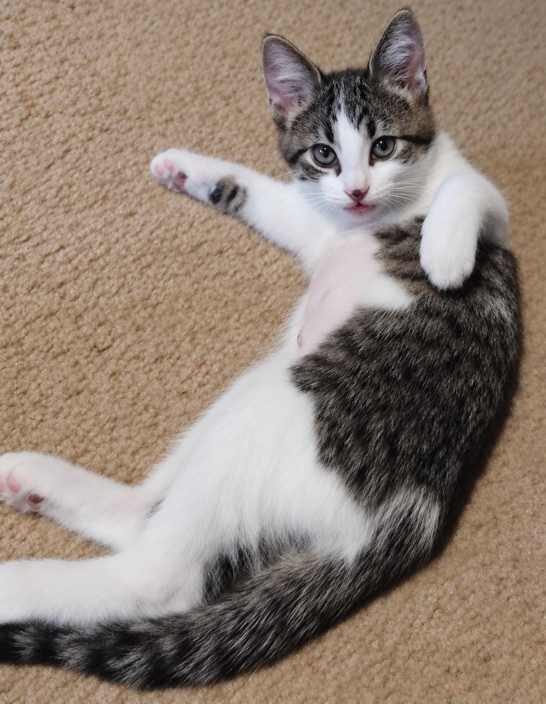 Enlarge Willow, a Adopted Domestic Short Hair in Menasha, WI image 3/5