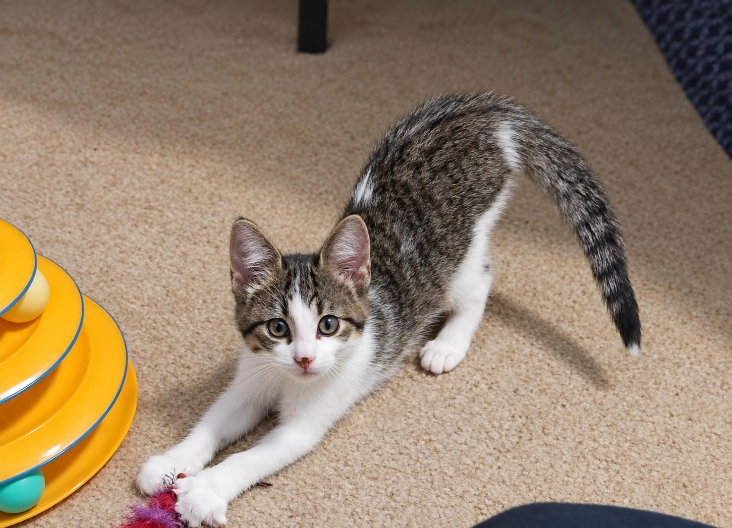 Enlarge Willow, a Adopted Domestic Short Hair in Menasha, WI image 4/5