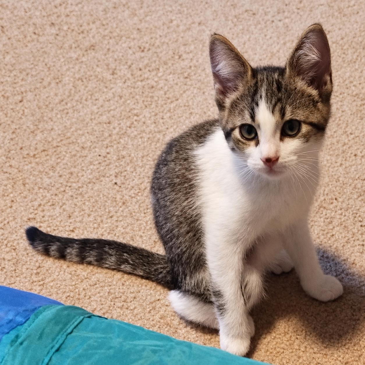 Enlarge Willow, a Adopted Domestic Short Hair in Menasha, WI image 2/5