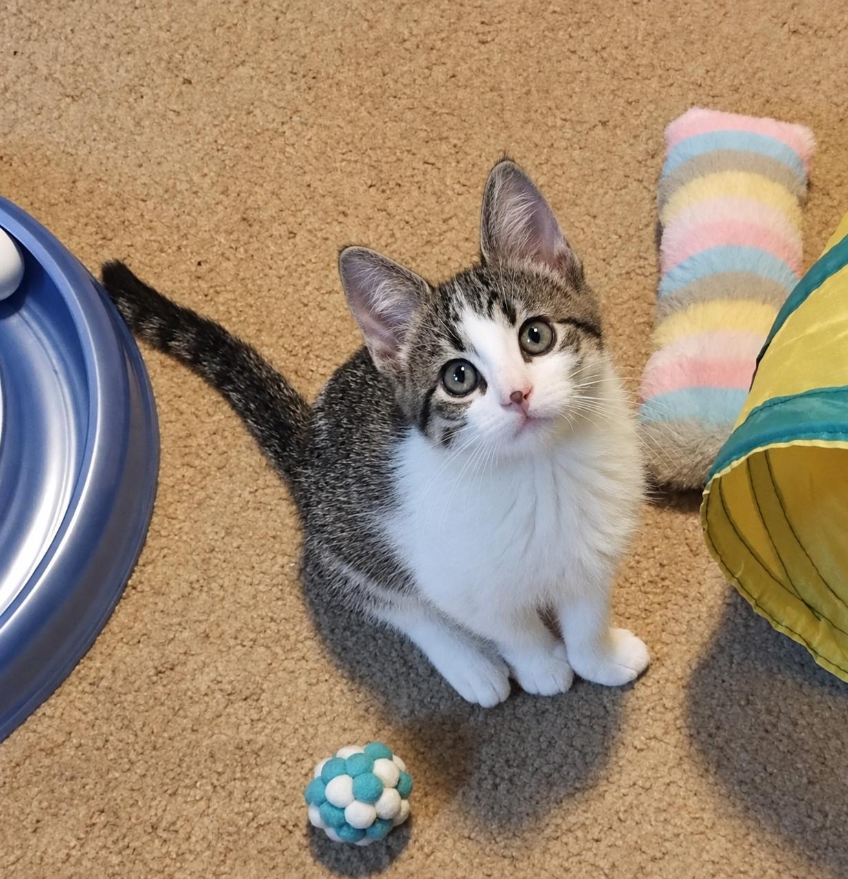 Willow, Adopted, Kitten Female Domestic Short Hair.
