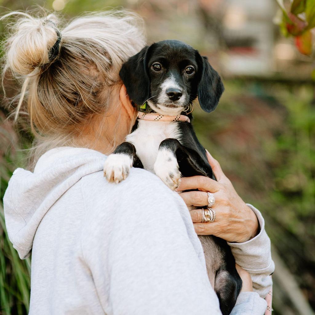 Enlarge Iberia, a Adoptable mixed breed in Chester Springs, PA image 1/1