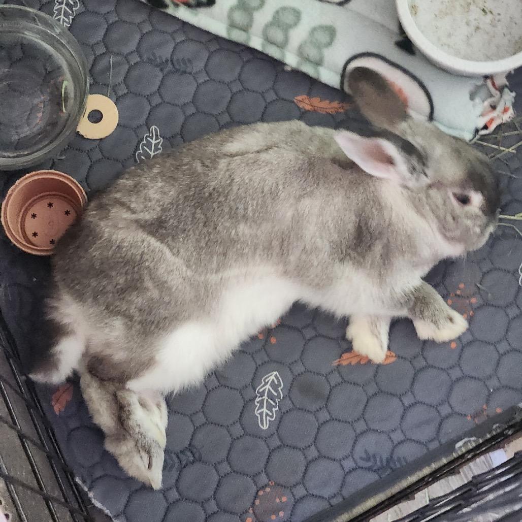 Stella, Adoptable, Senior Female Bunny Rabbit.
