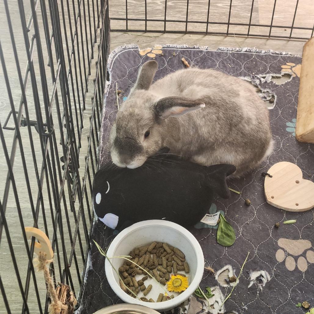 Enlarge Stella, a Adoptable Bunny Rabbit in Cream Ridge, NJ image 2/2