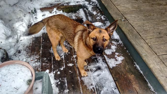 Rocket (20260211-02) — thumbnail 2