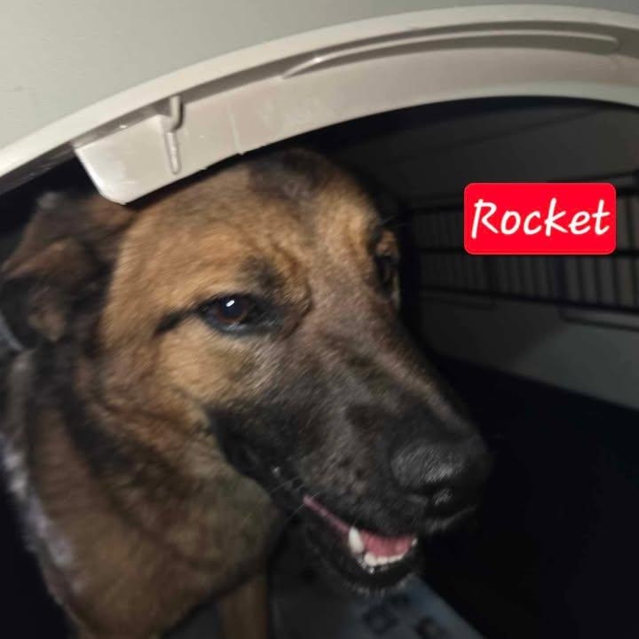 Rocket (20260211-02) — thumbnail 3