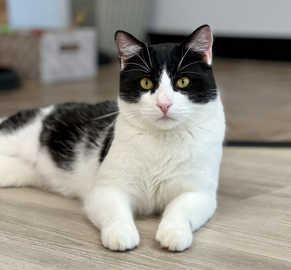 Enlarge Big Larry, a Adoptable mixed breed in Jamestown, CA image 1/6