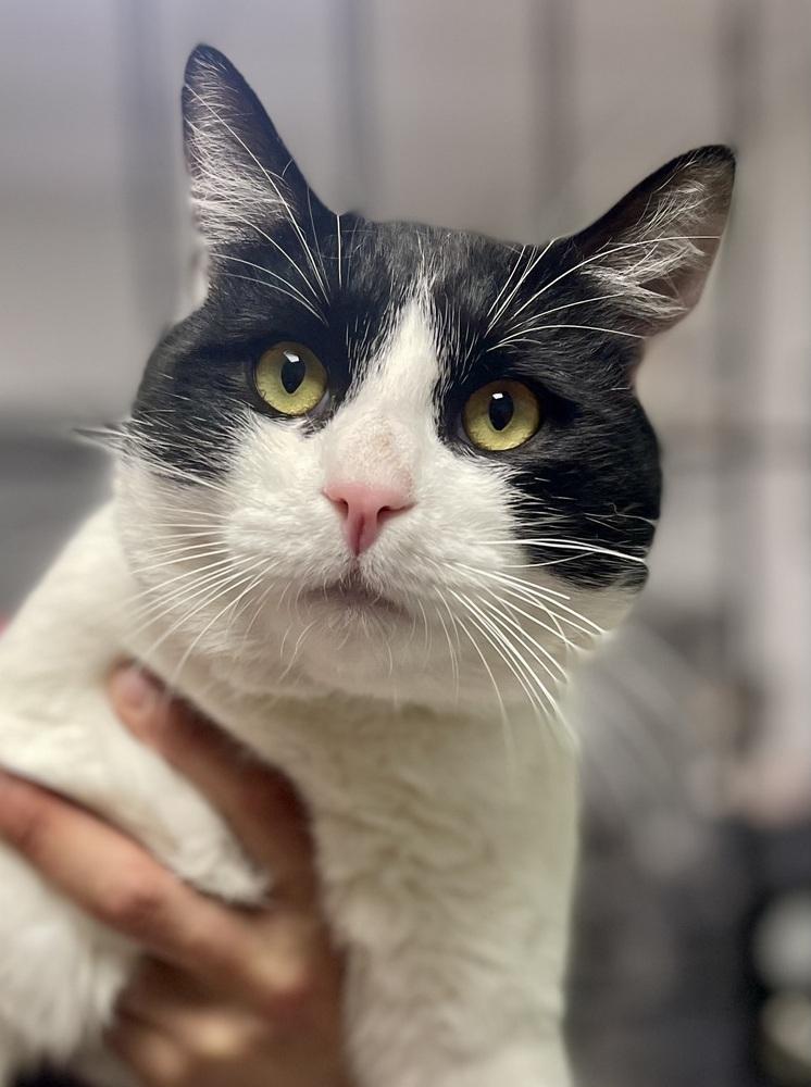 Enlarge Big Larry, a Adoptable mixed breed in Jamestown, CA image 6/6