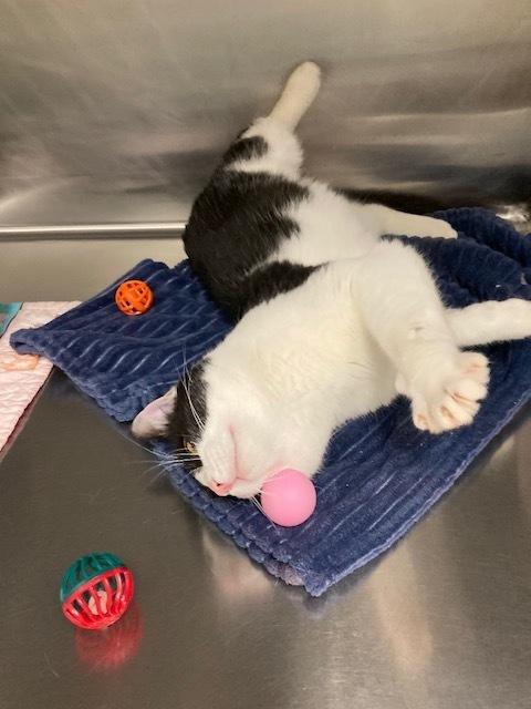 Big Larry — thumbnail 4