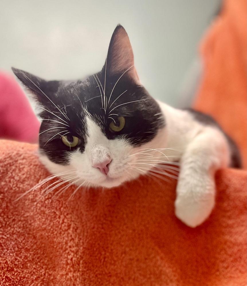 Enlarge Big Larry, a Adoptable mixed breed in Jamestown, CA image 4/6